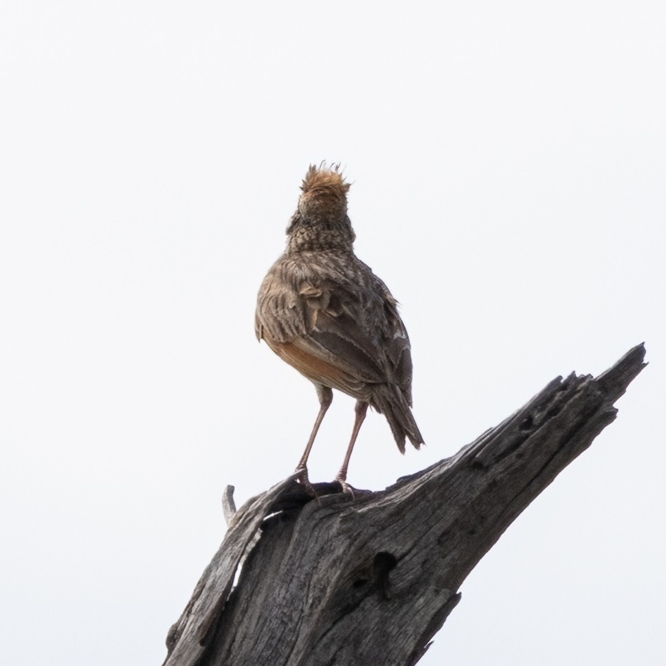 Kurzhaubenlerche - ML646489992