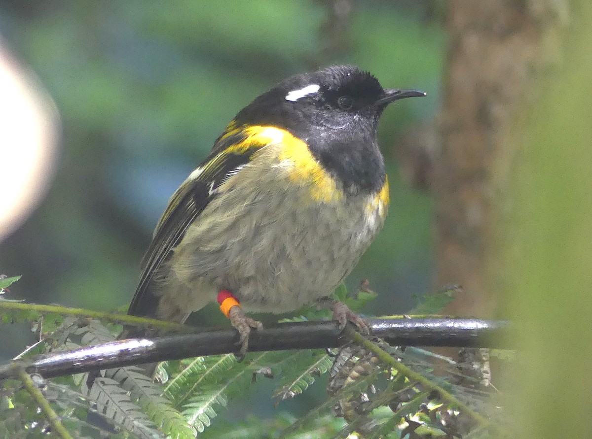 Stitchbird - ML646490000