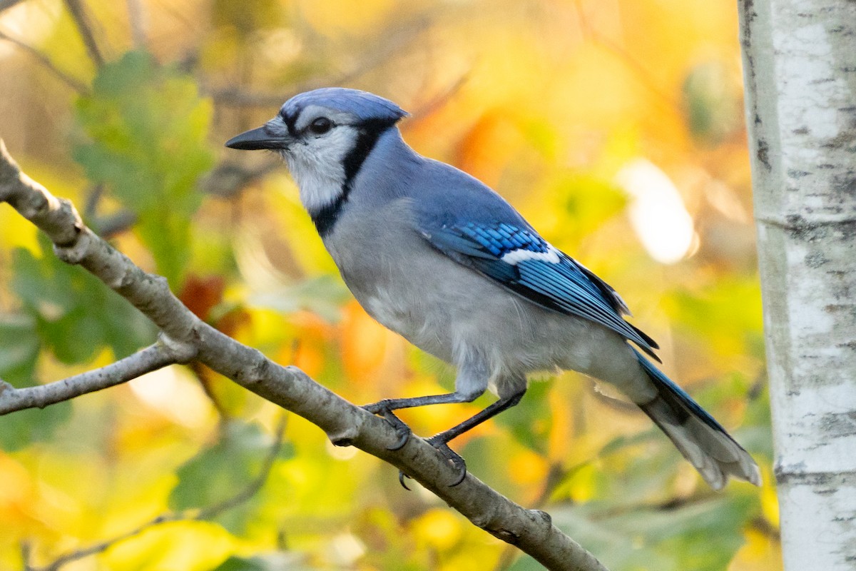 Blue Jay - ML646490003
