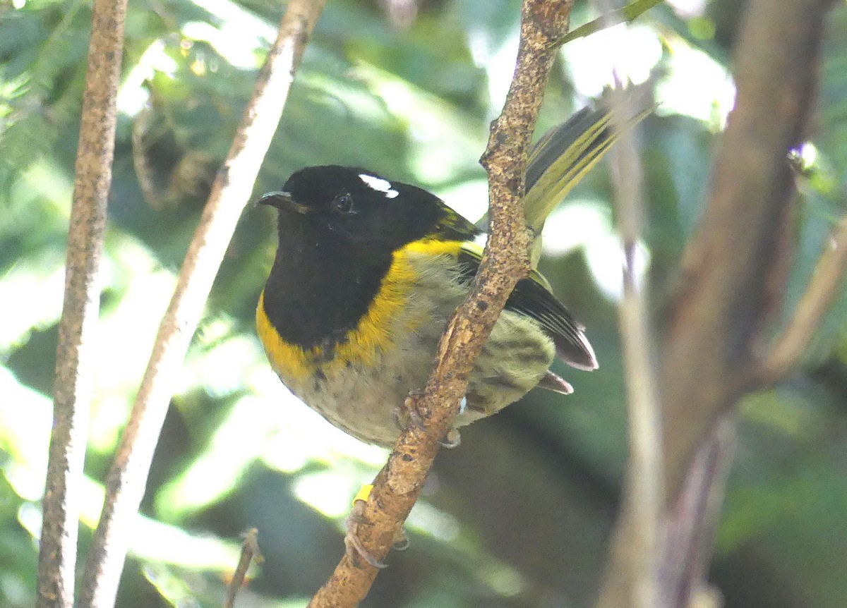 Stitchbird - ML646490005