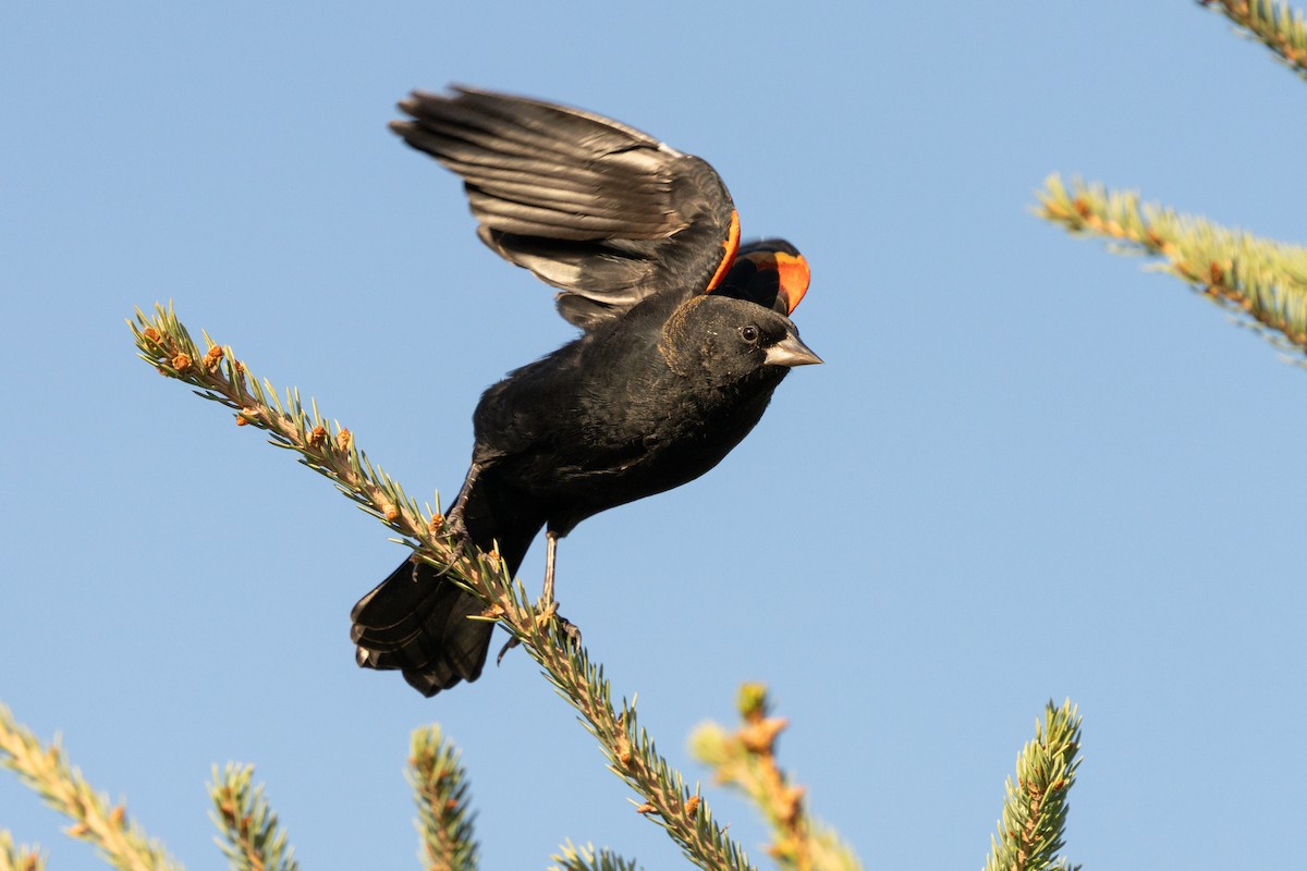 Red-winged Blackbird - ML646490014