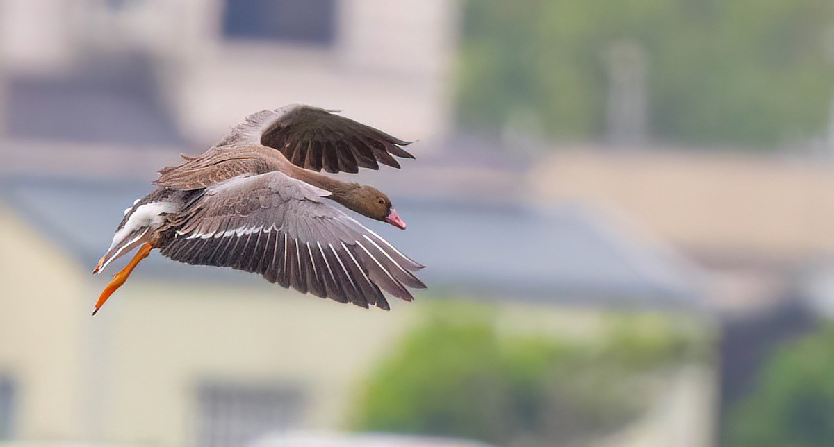 אווז קטן - ML646490015