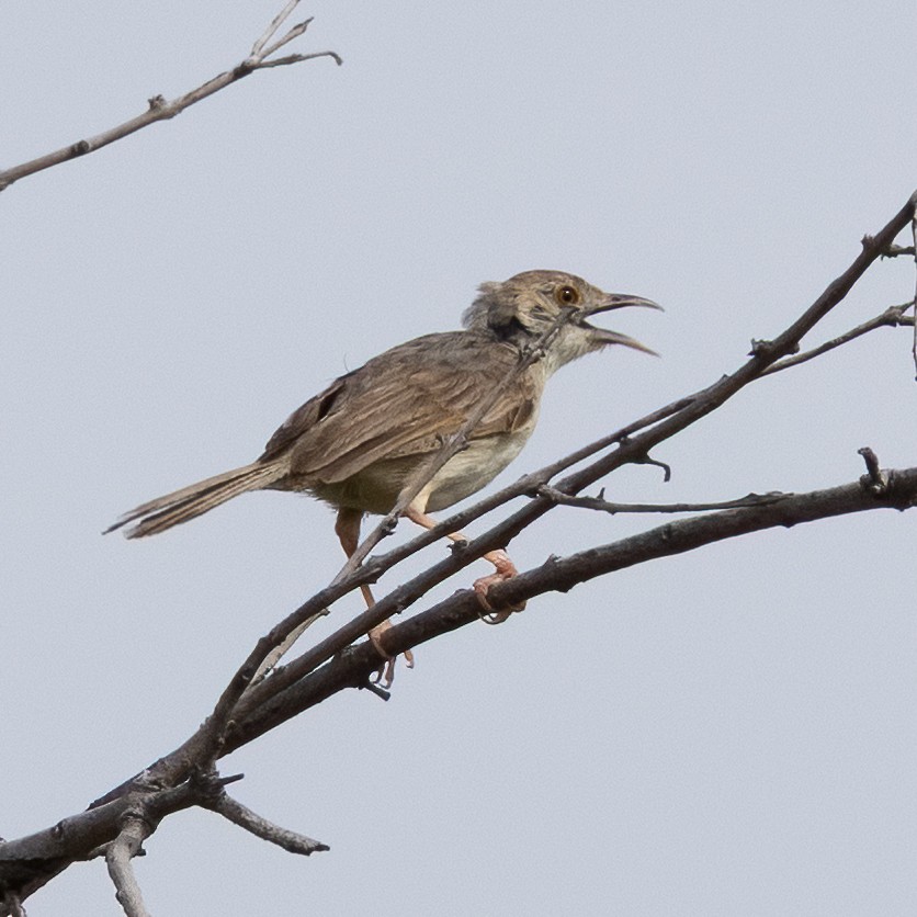 Rotscheitel-Zistensänger - ML646490016