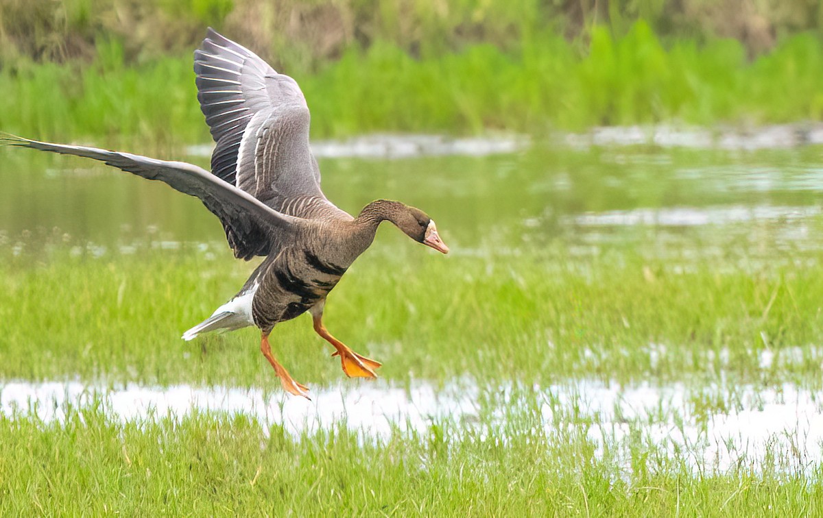 Greater White-fronted Goose - ML646490019