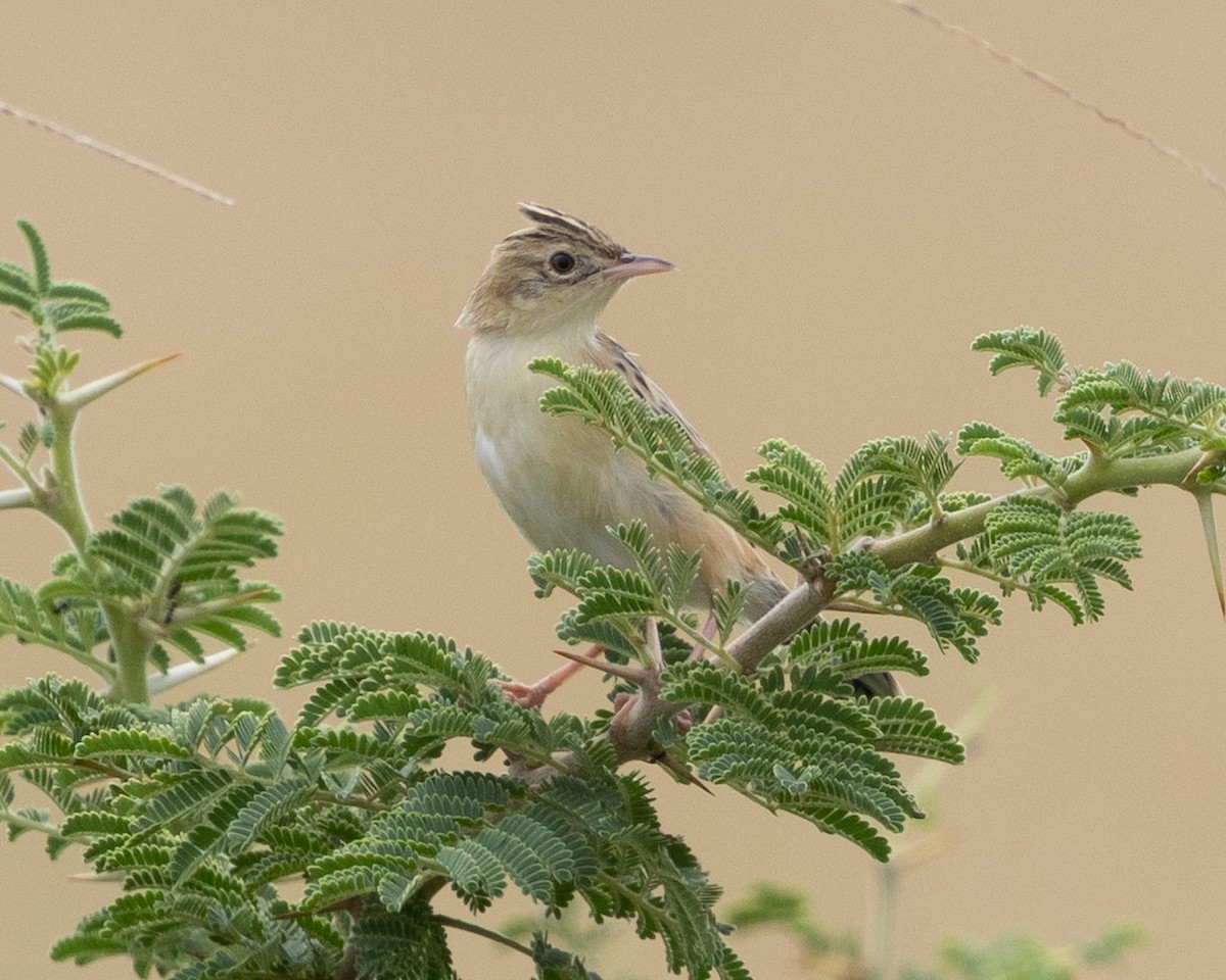 Zistensänger - ML646490023