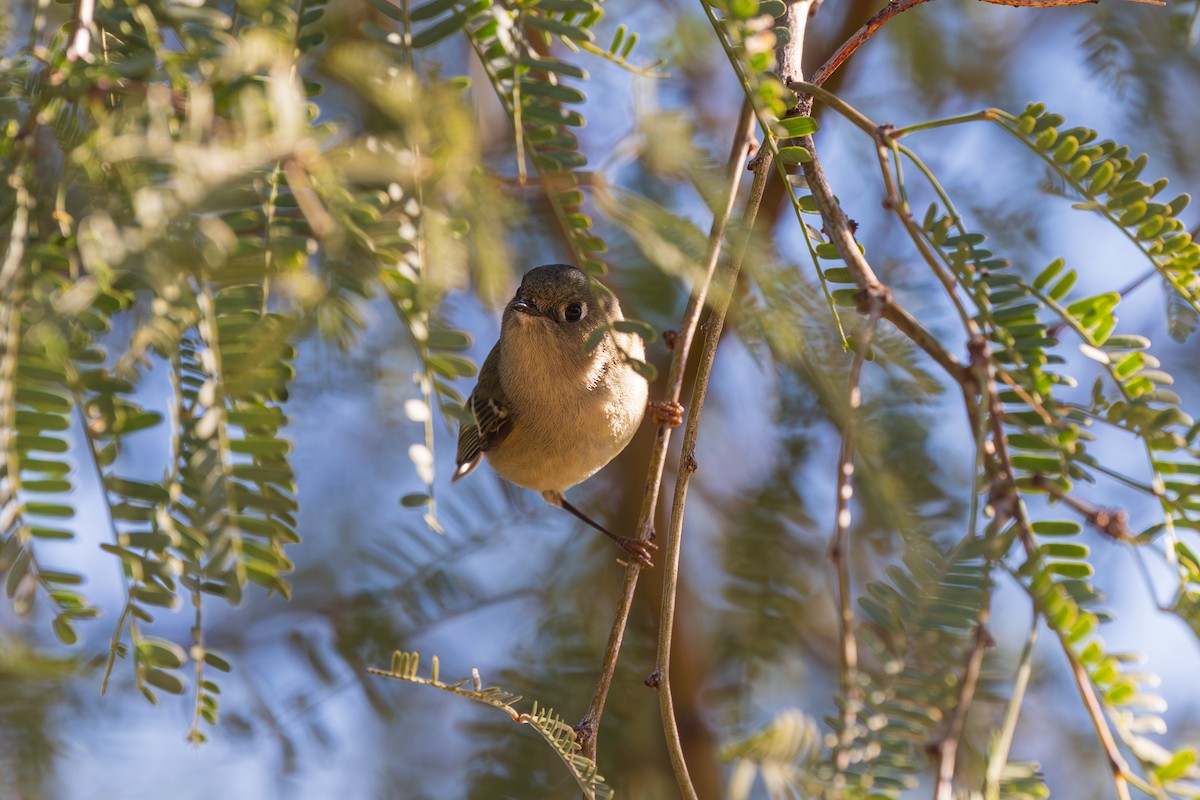 Ruby-crowned Kinglet - ML646490025