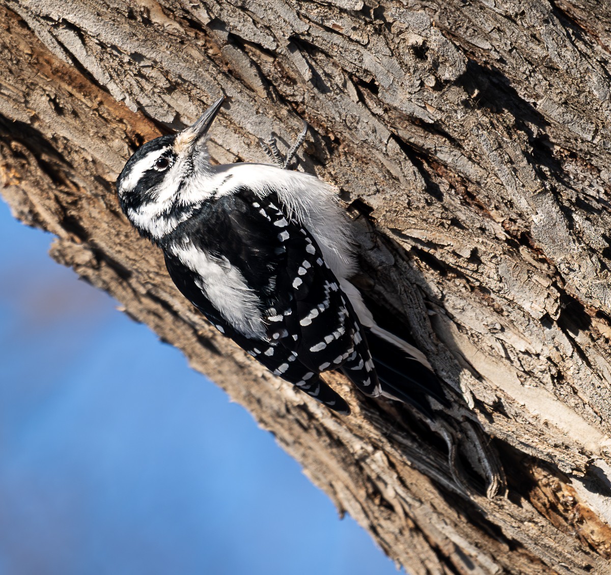 Hairy Woodpecker - ML646490028