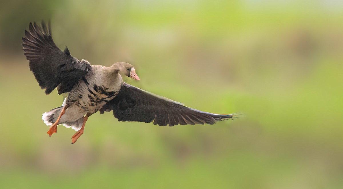 Greater White-fronted Goose - ML646490030