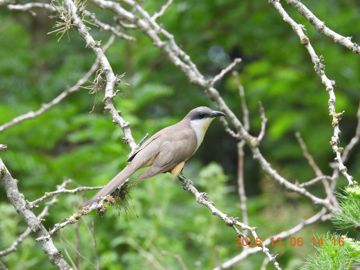 Dark-billed Cuckoo - ML646490031