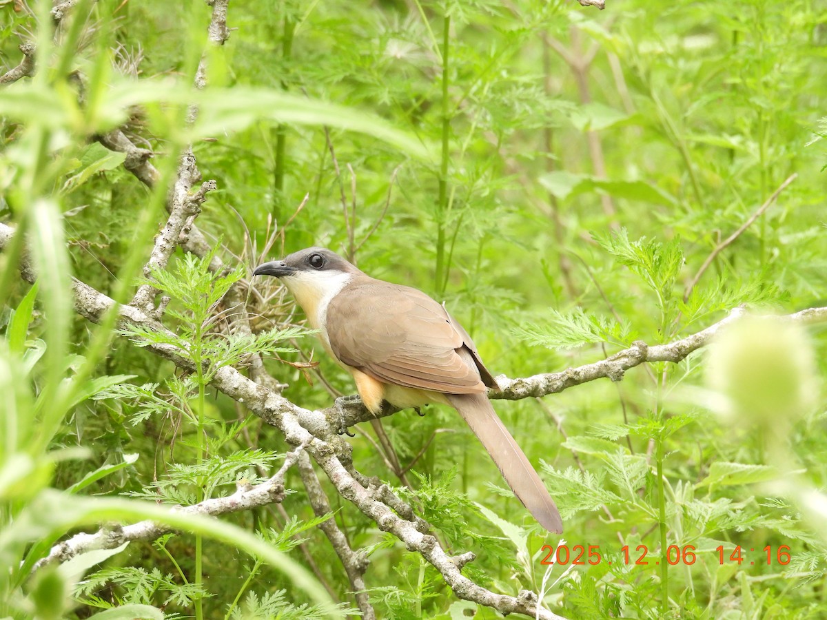 Dark-billed Cuckoo - ML646490032