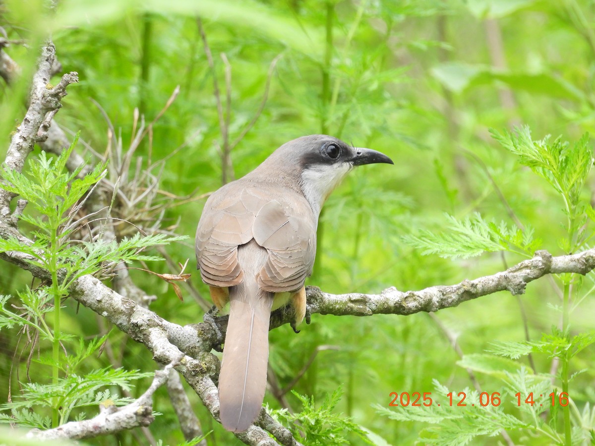 Dark-billed Cuckoo - ML646490033