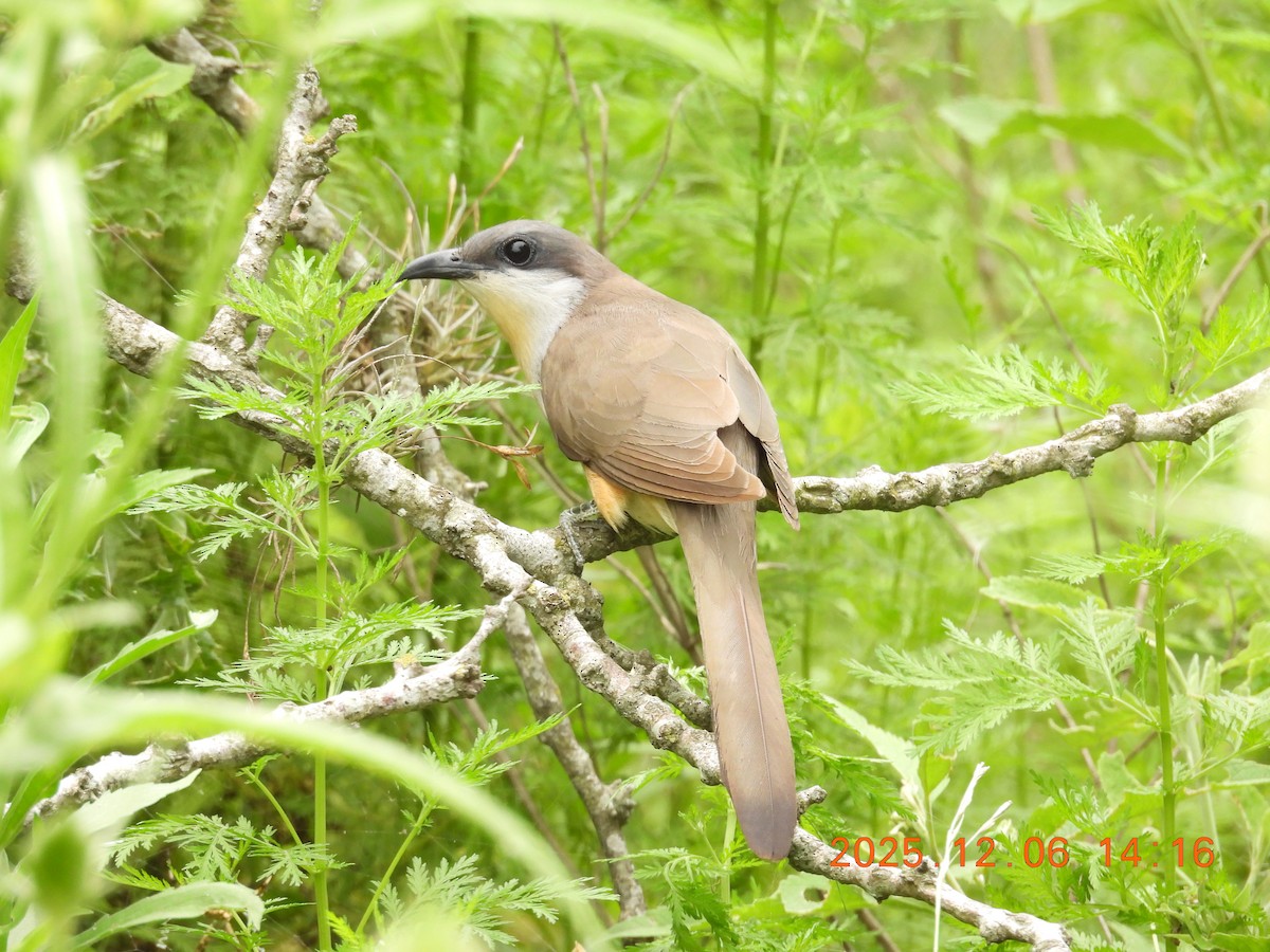 Dark-billed Cuckoo - ML646490034