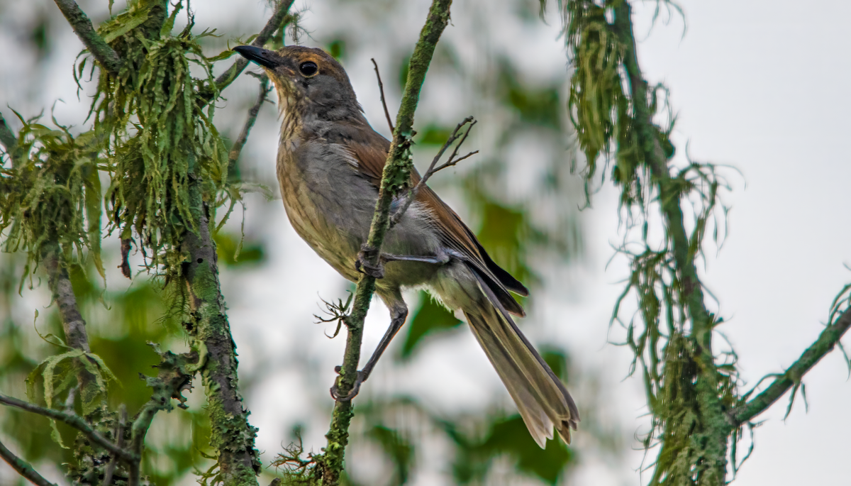 ハイイロモズツグミ - ML646490037