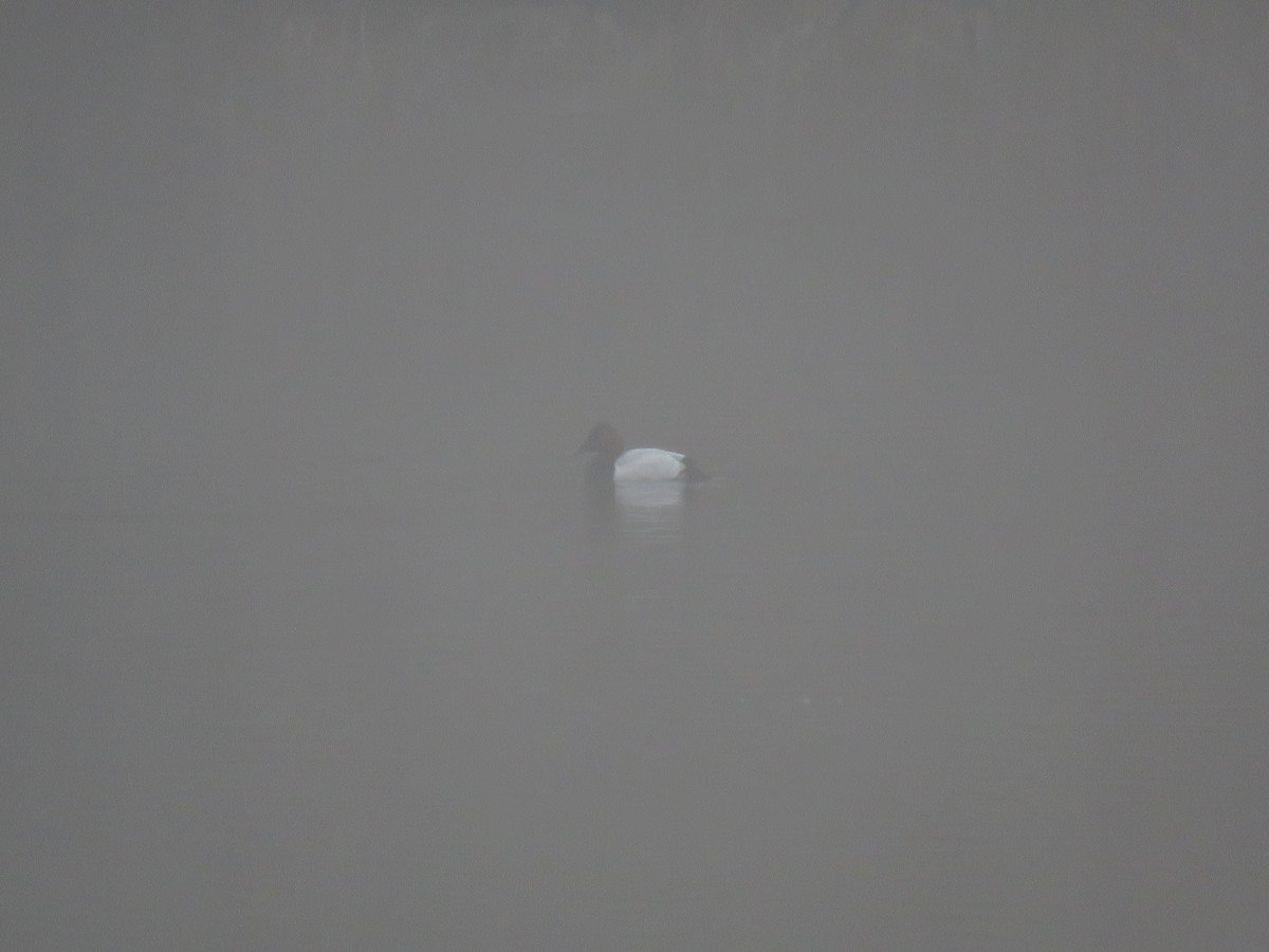 Canvasback - ML646490039