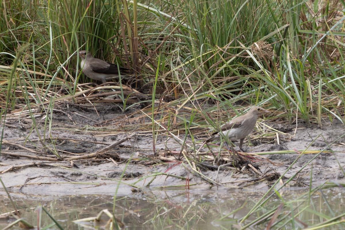 Lappenstar - ML646490043