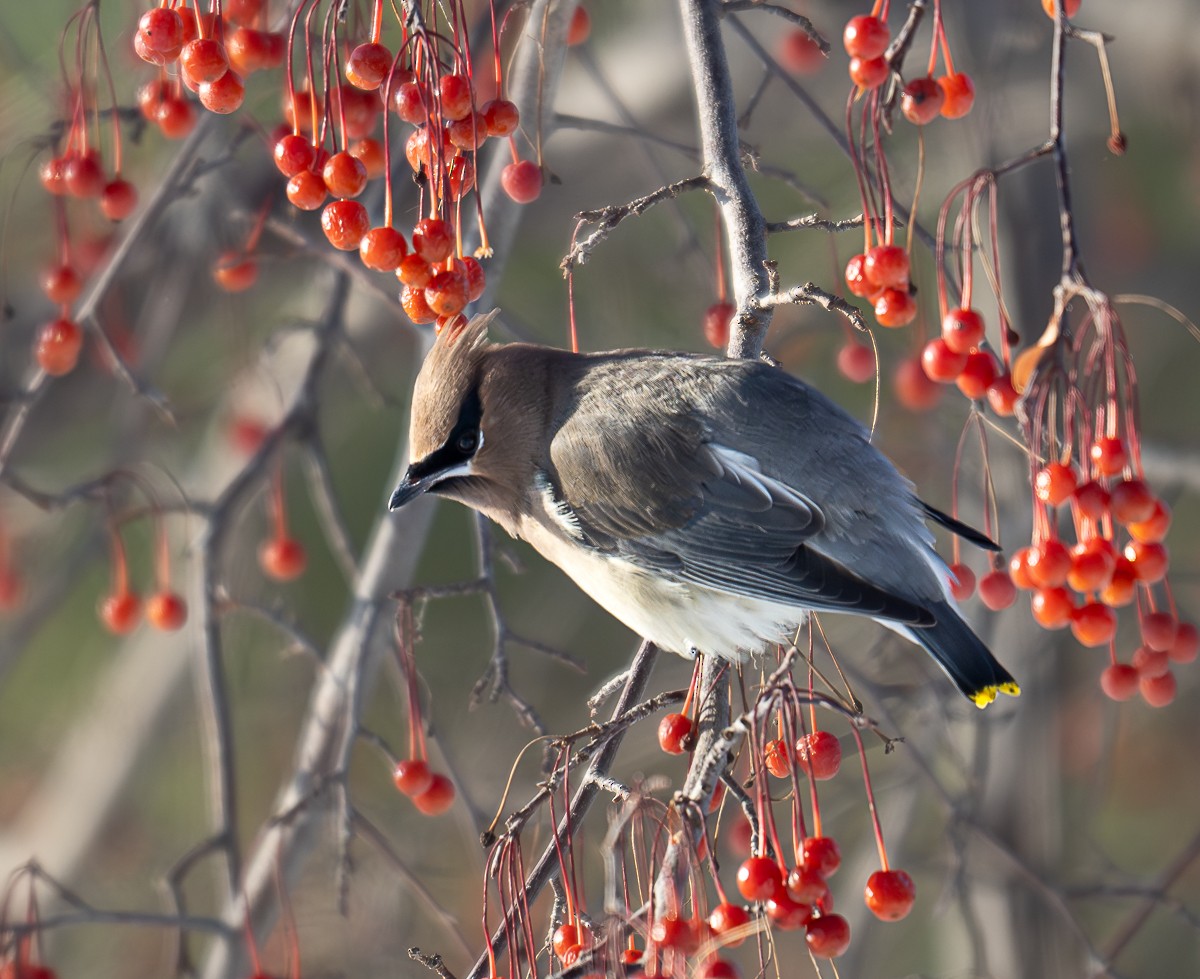 brkoslav americký - ML646490056
