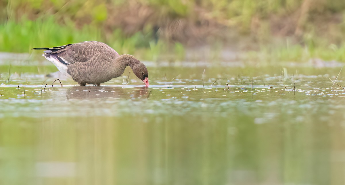 אווז קטן - ML646490058
