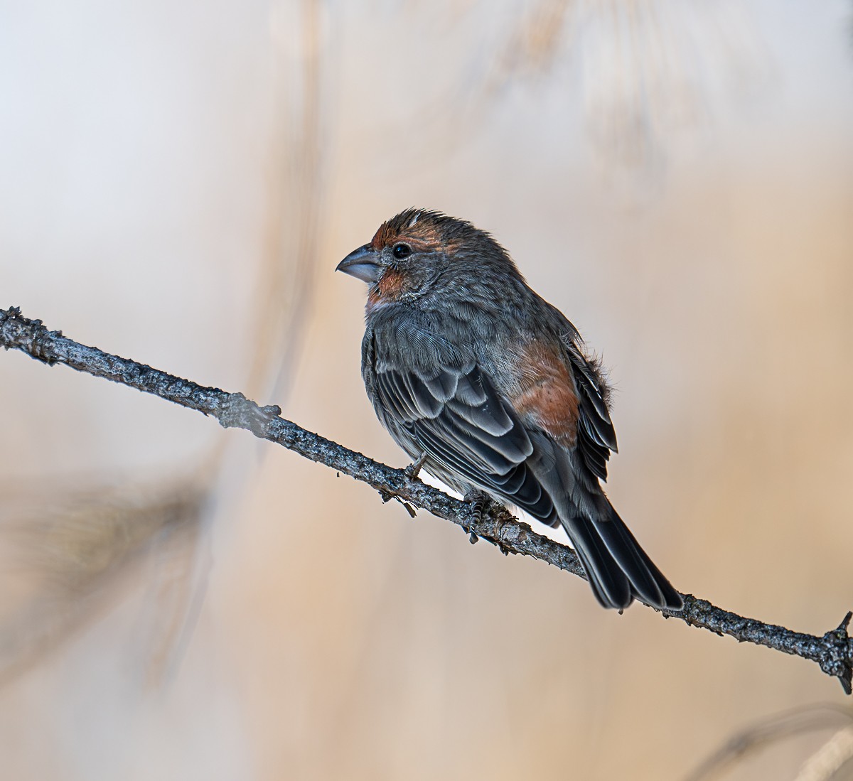 House Finch - ML646490059