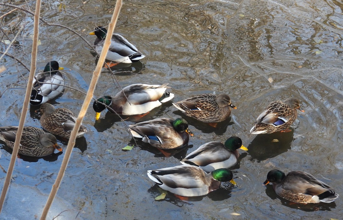 Mallard - ML646490060