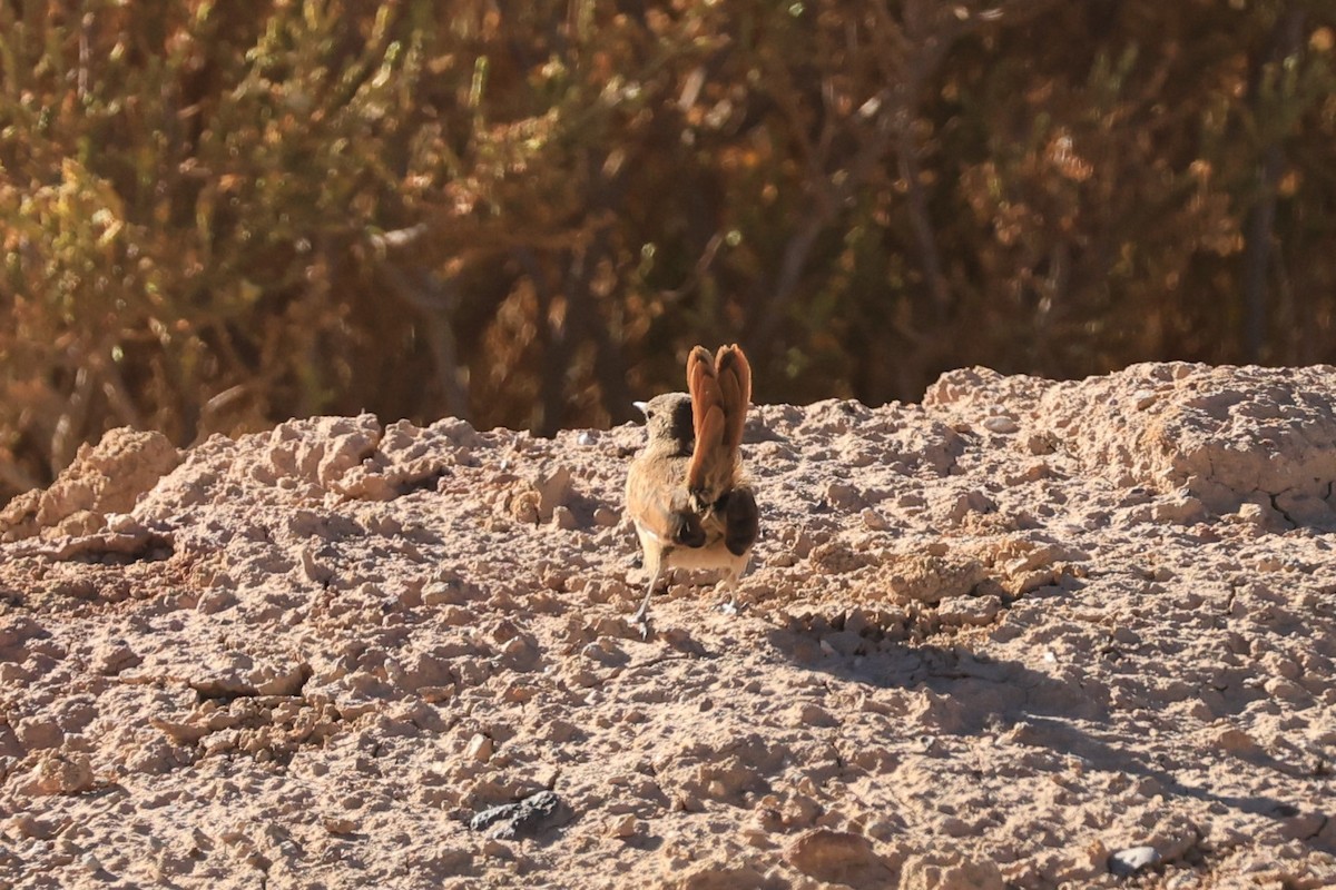 Cordilleran Canastero - ML646490061