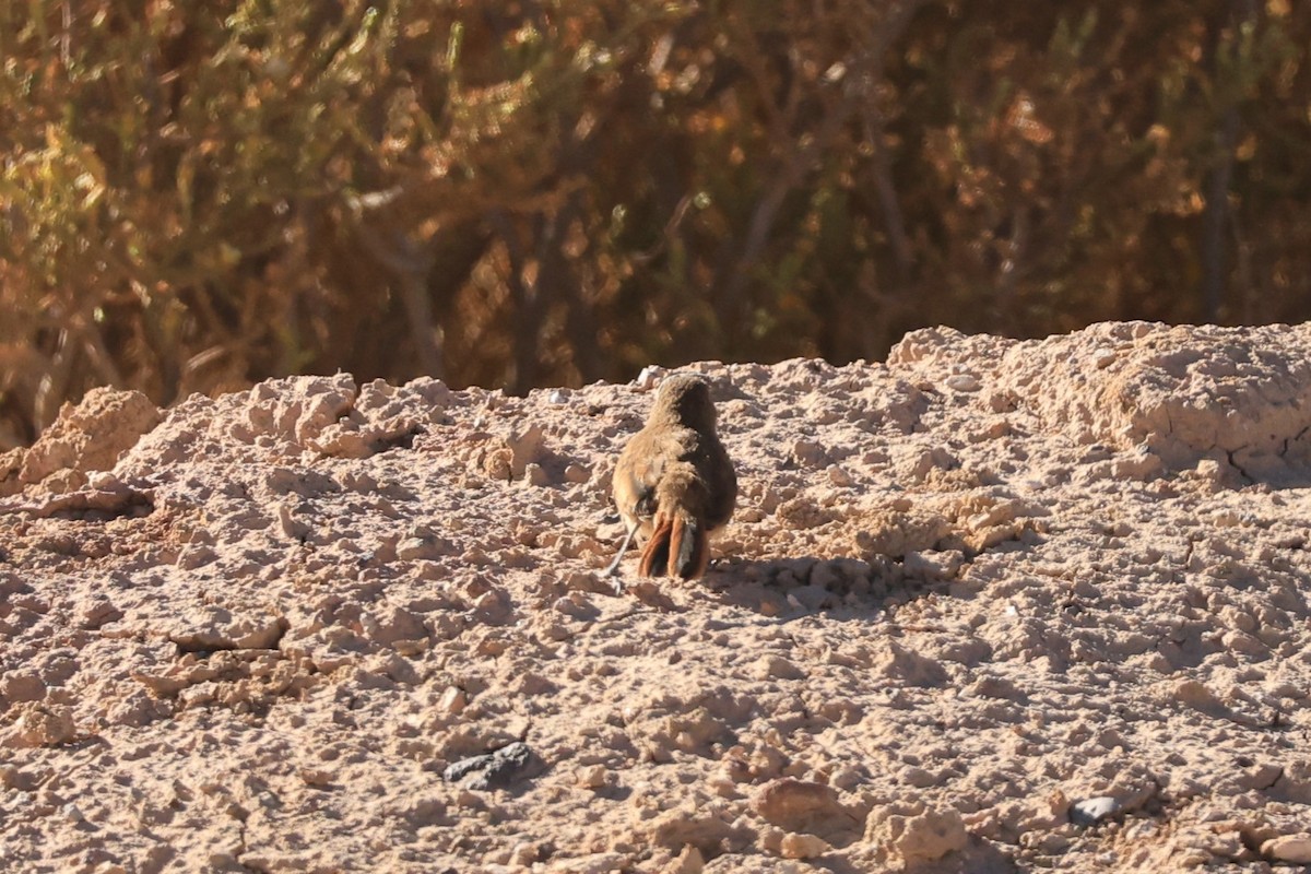 Cordilleran Canastero - ML646490062