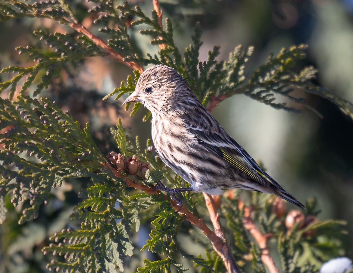 Pine Siskin - ML646490065