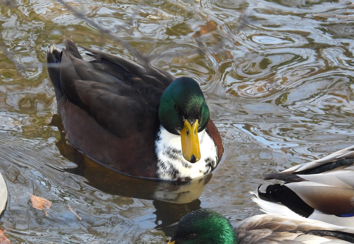 Mallard (Domestic type) - ML646490066