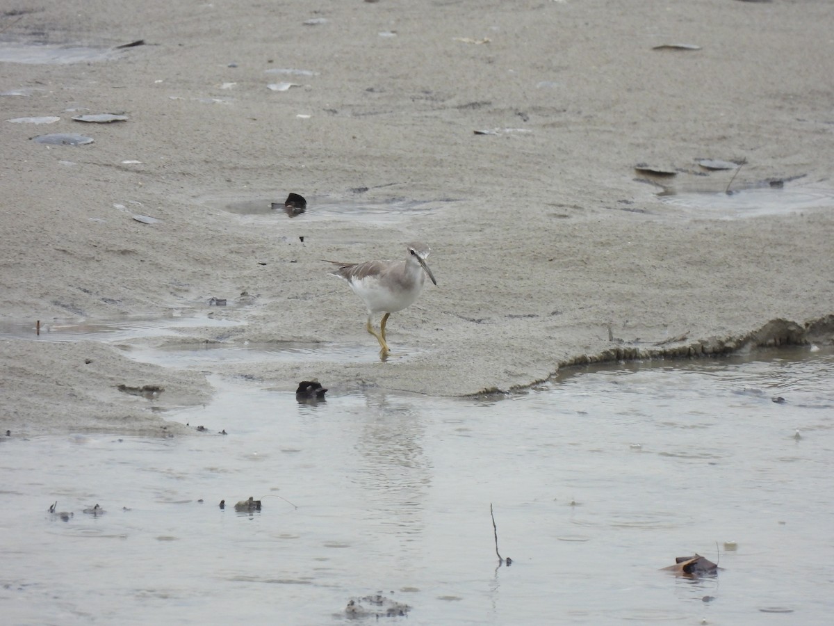 Gray-tailed Tattler - ML646490067