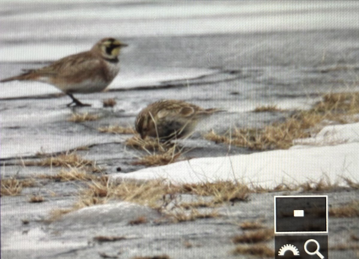 Chestnut-collared Longspur - ML646490070