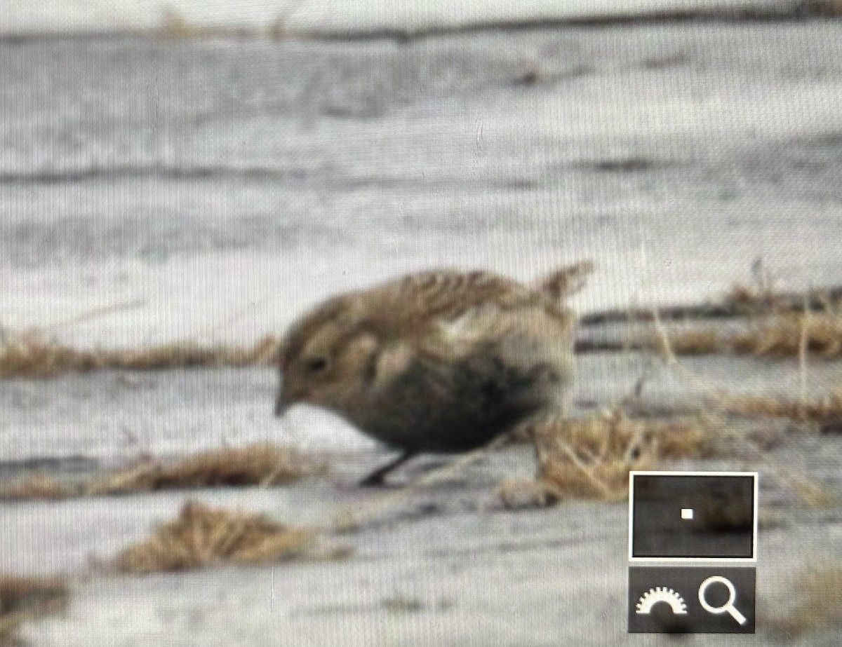 Chestnut-collared Longspur - ML646490076