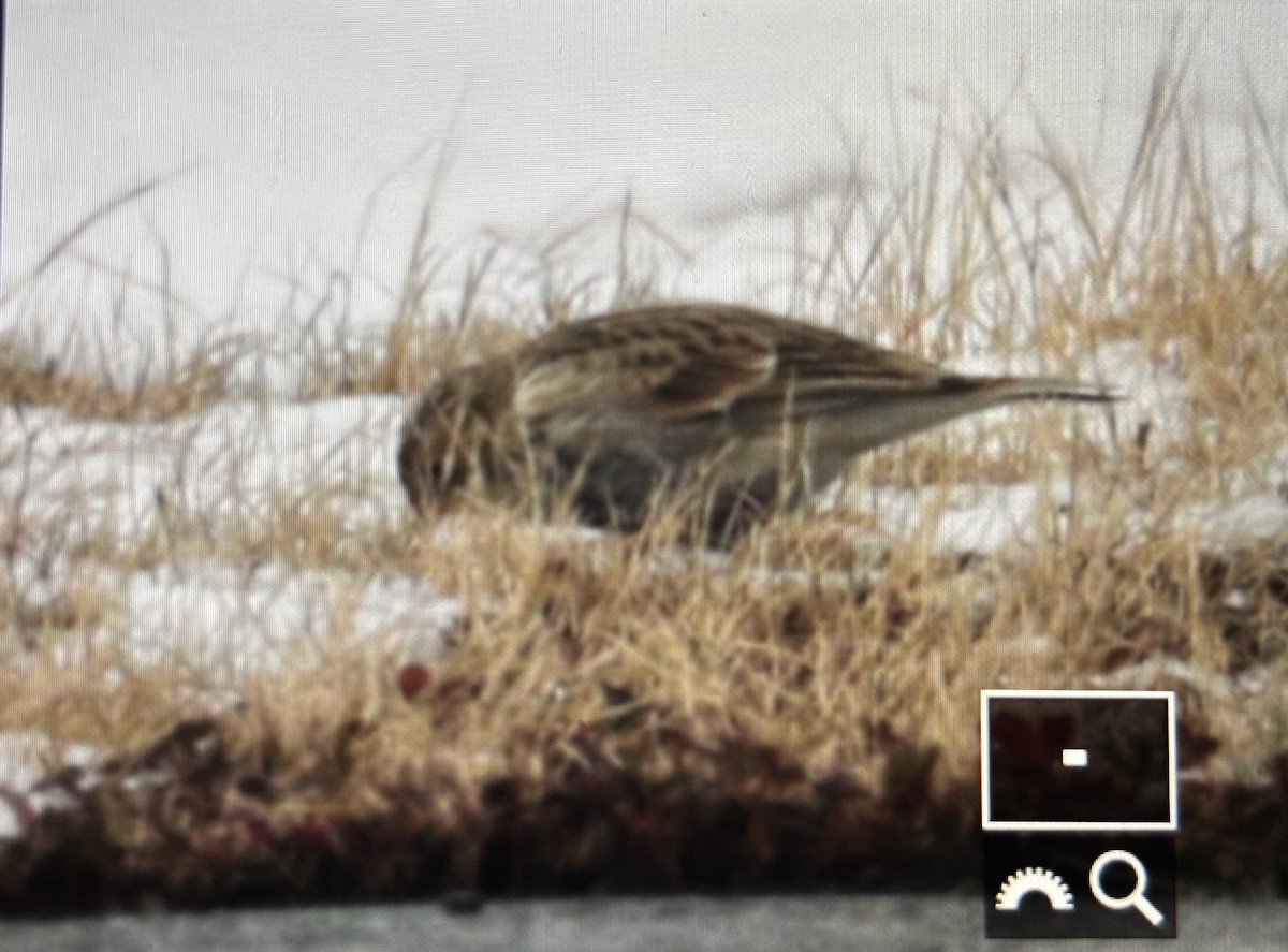 Chestnut-collared Longspur - ML646490078