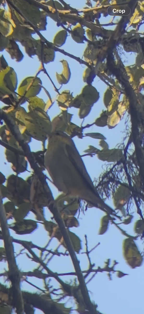 Tennesse Ötleğeni - ML646490081