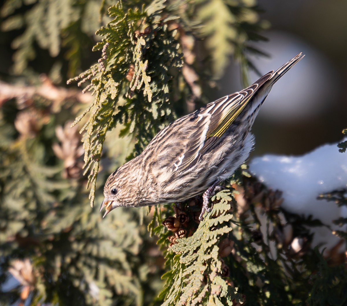Pine Siskin - ML646490082