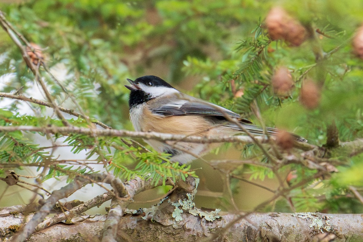 Black-capped Chickadee - ML646490084