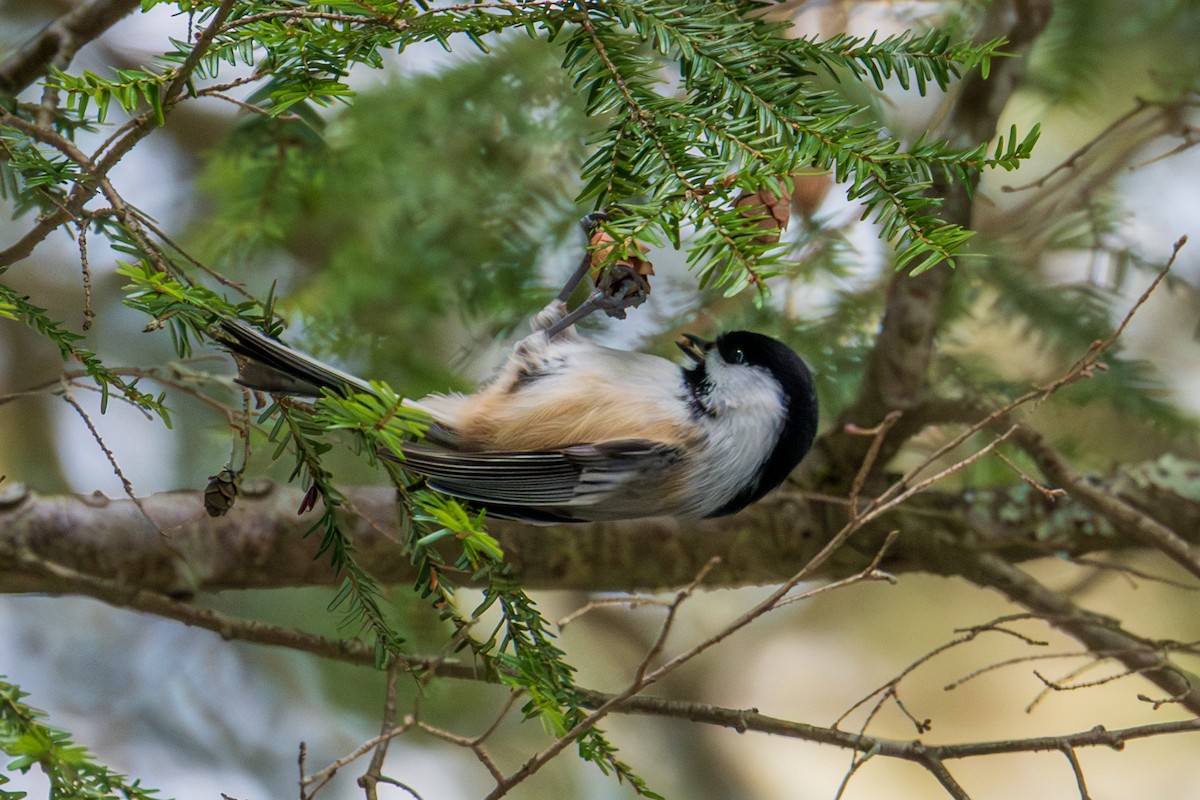 Black-capped Chickadee - ML646490086