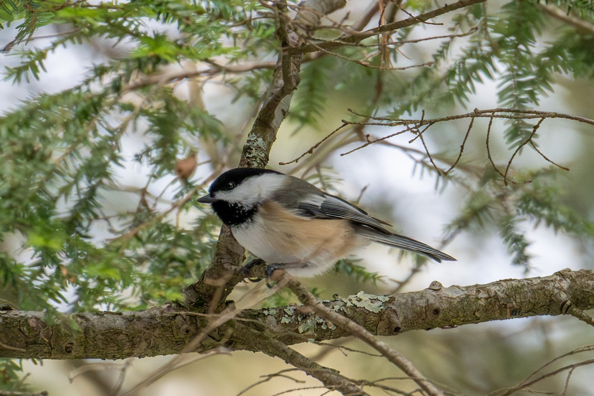Black-capped Chickadee - ML646490087