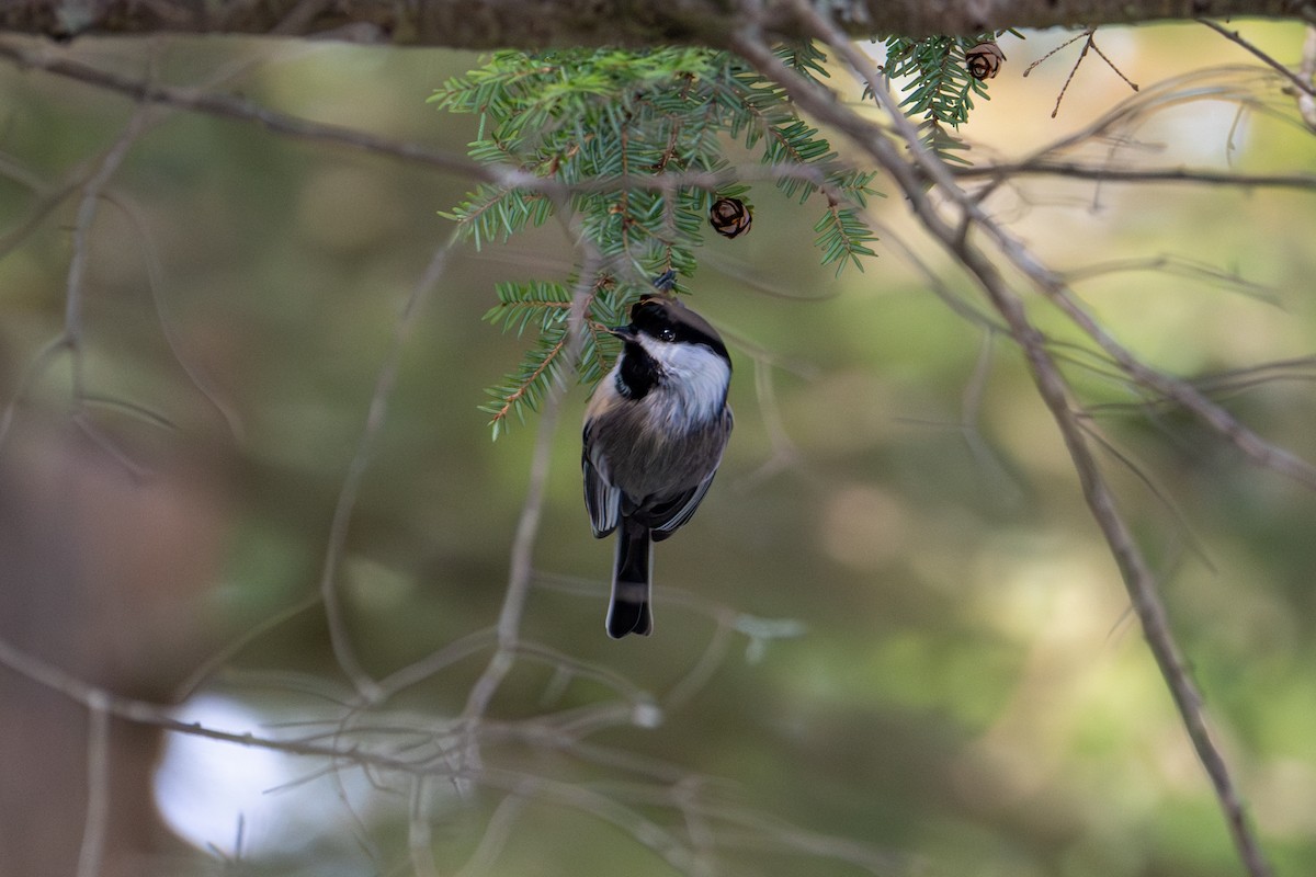 Black-capped Chickadee - ML646490088
