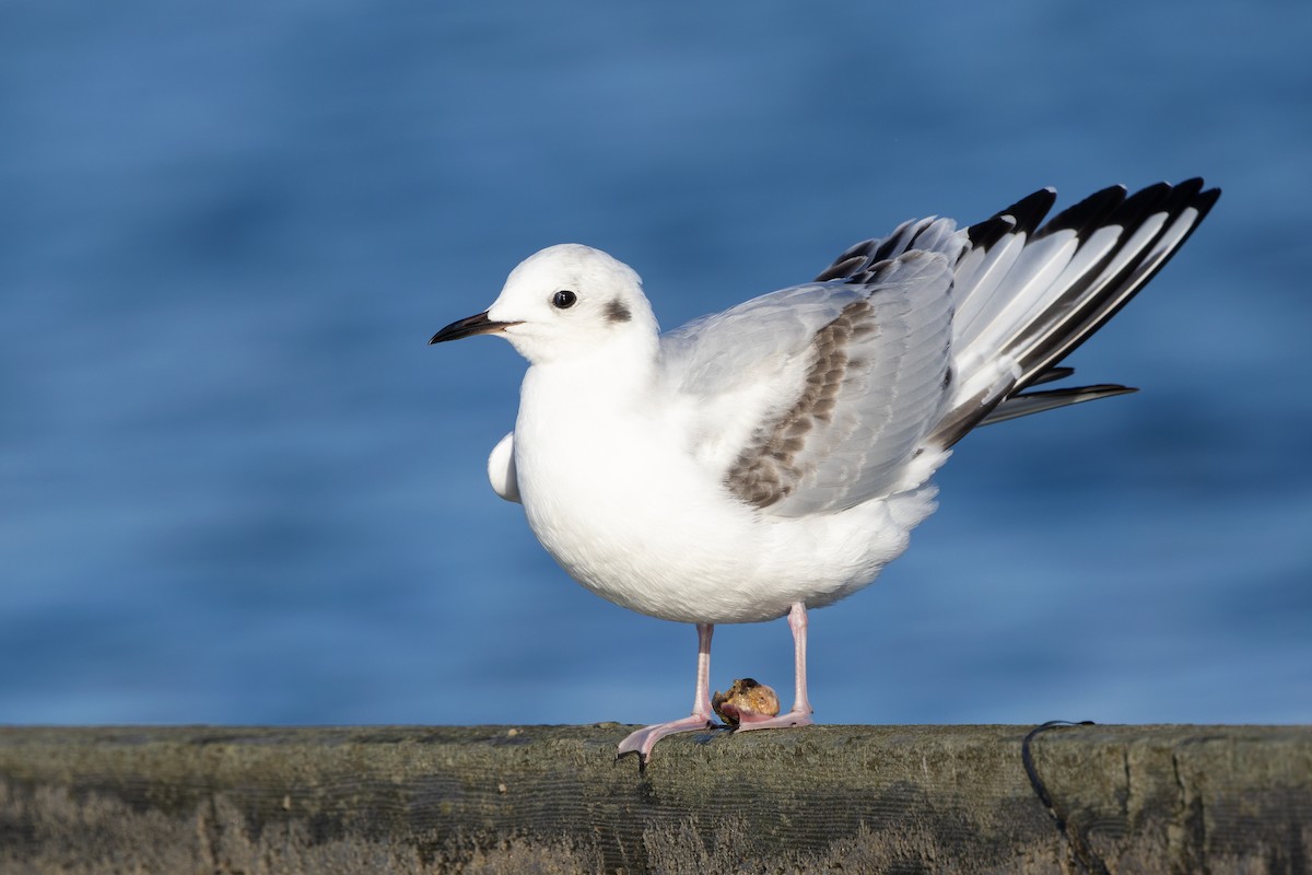 Bonaparte's Gull - ML646490089