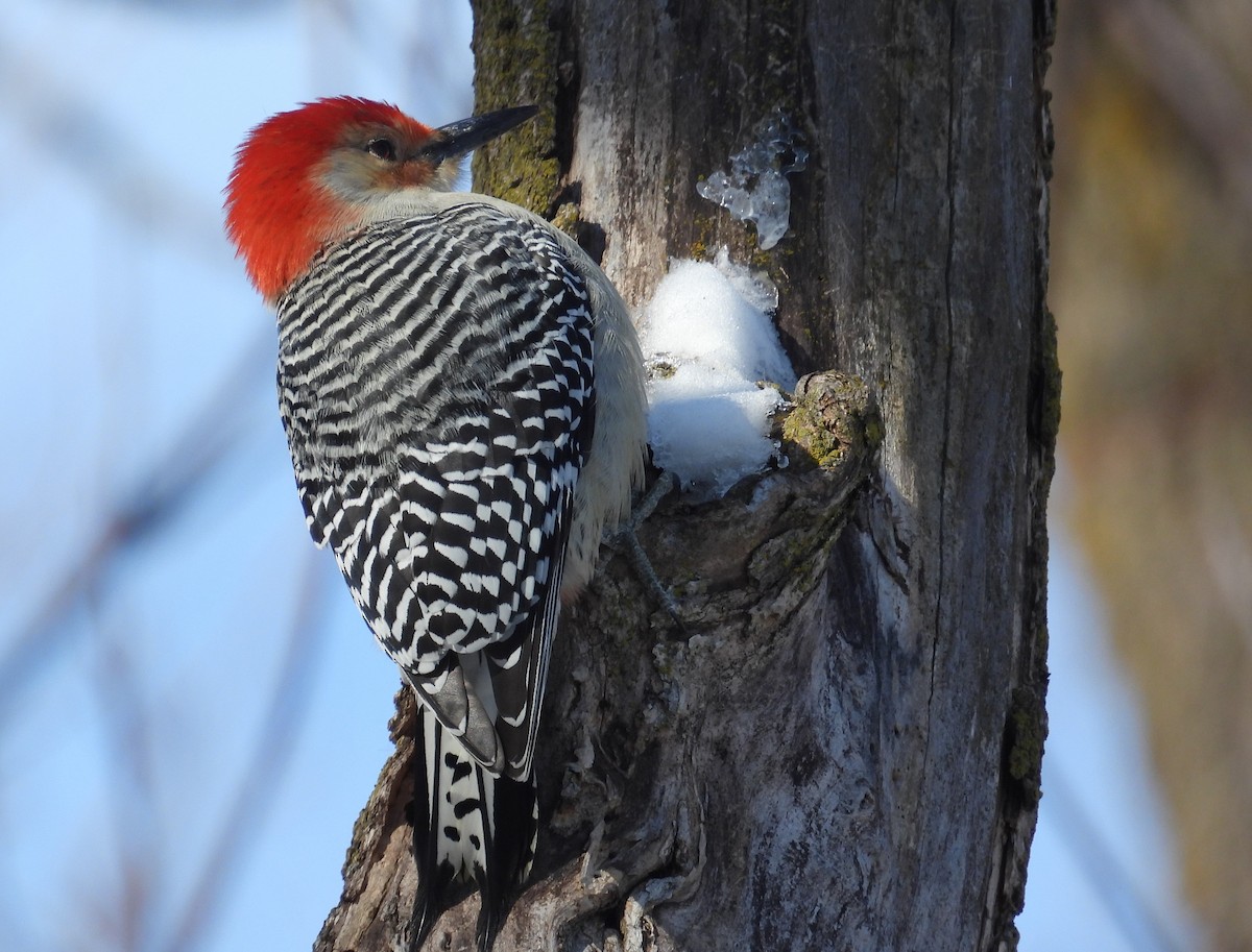 Red-bellied Woodpecker - ML646490090