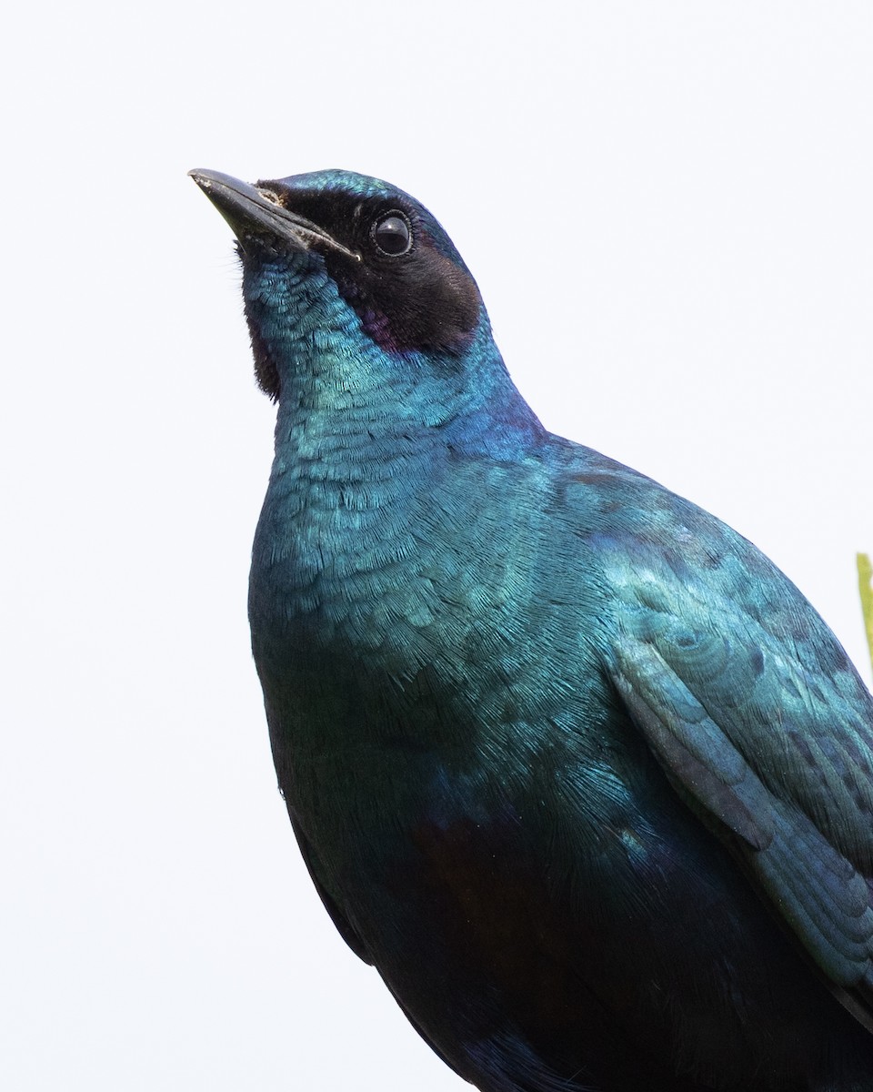 Riesenglanzstar - ML646490094