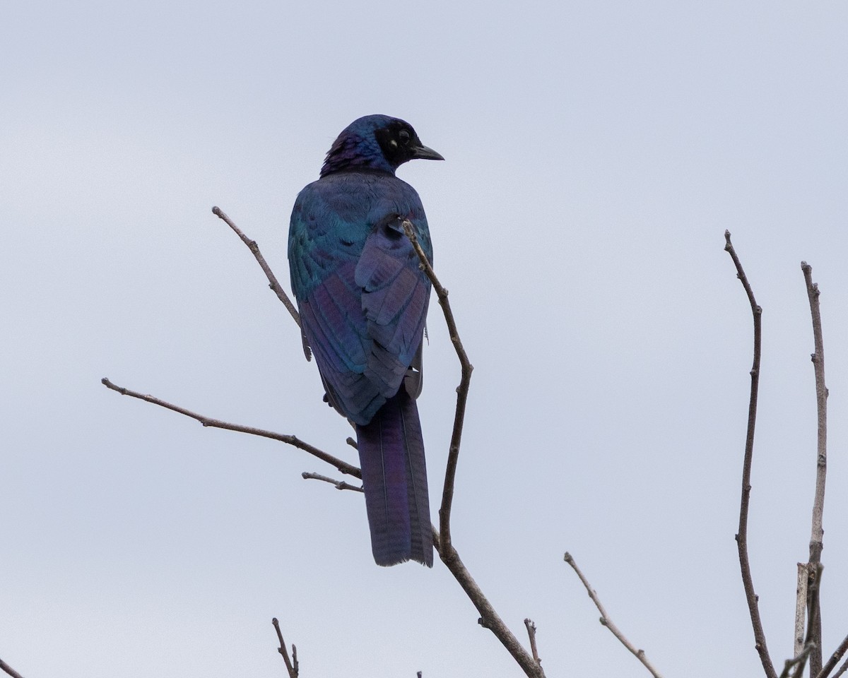 Riesenglanzstar - ML646490095