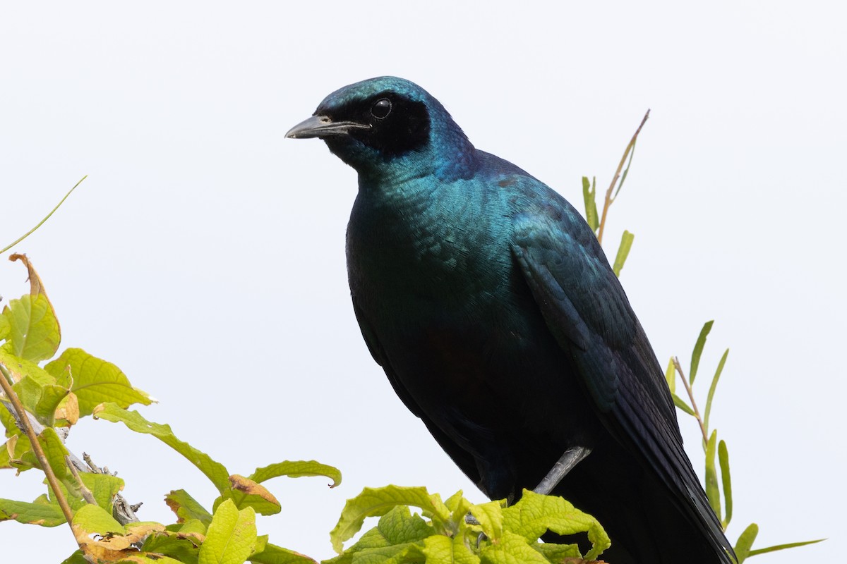 Riesenglanzstar - ML646490096