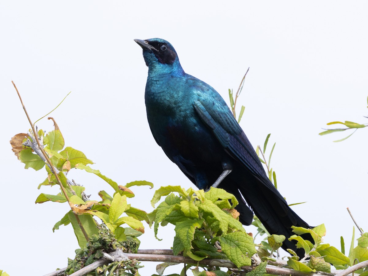 Riesenglanzstar - ML646490097