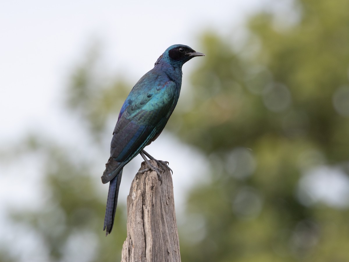 Riesenglanzstar - ML646490098