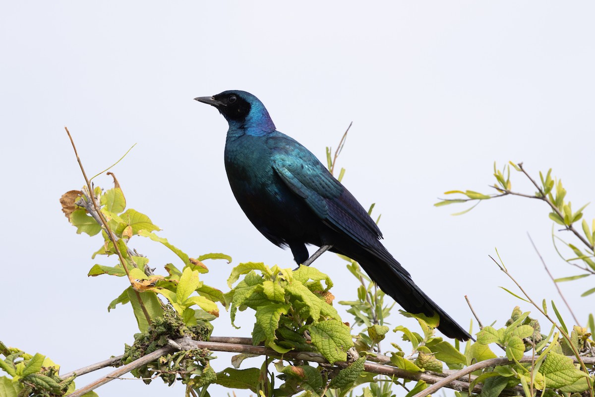 Riesenglanzstar - ML646490099