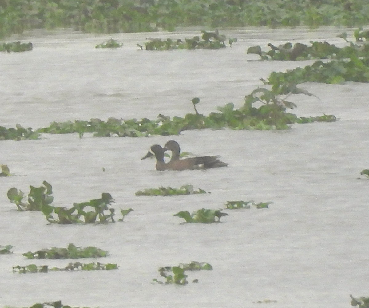 Blue-winged Teal - ML646490100