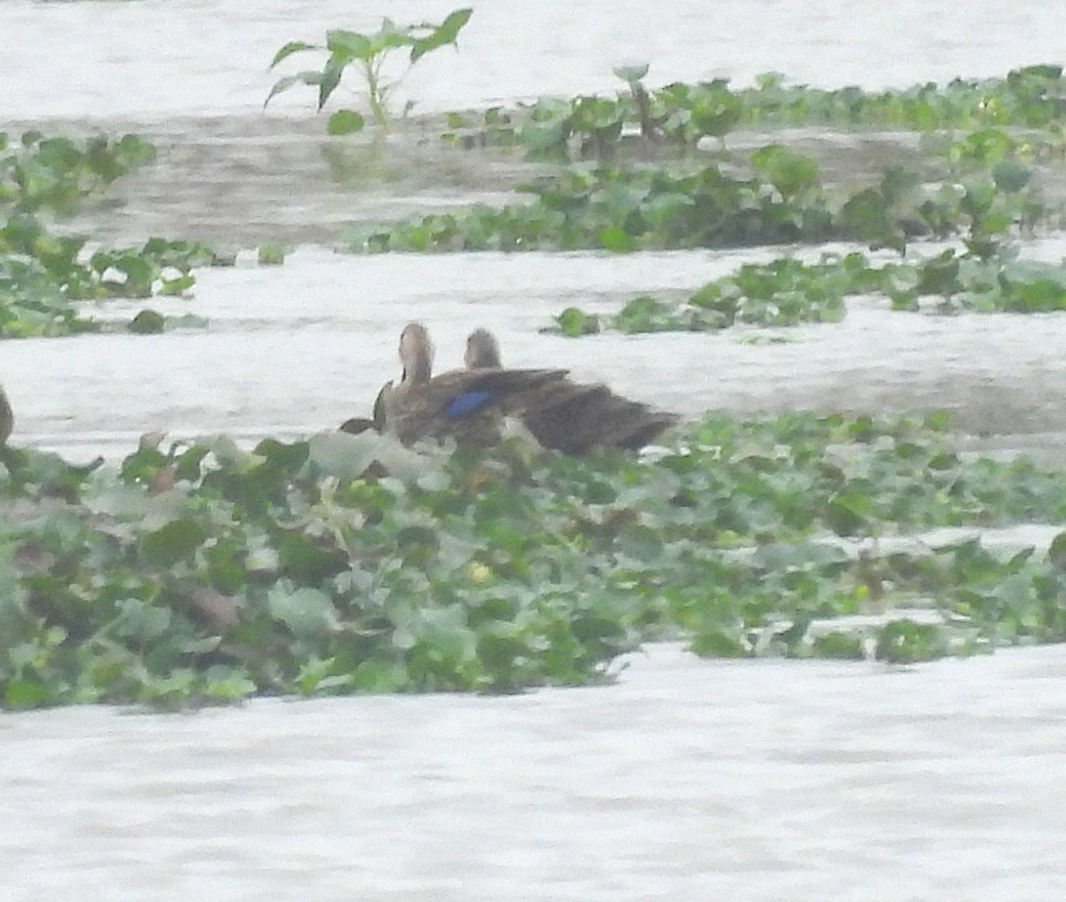 Крижень флоридський - ML646490101