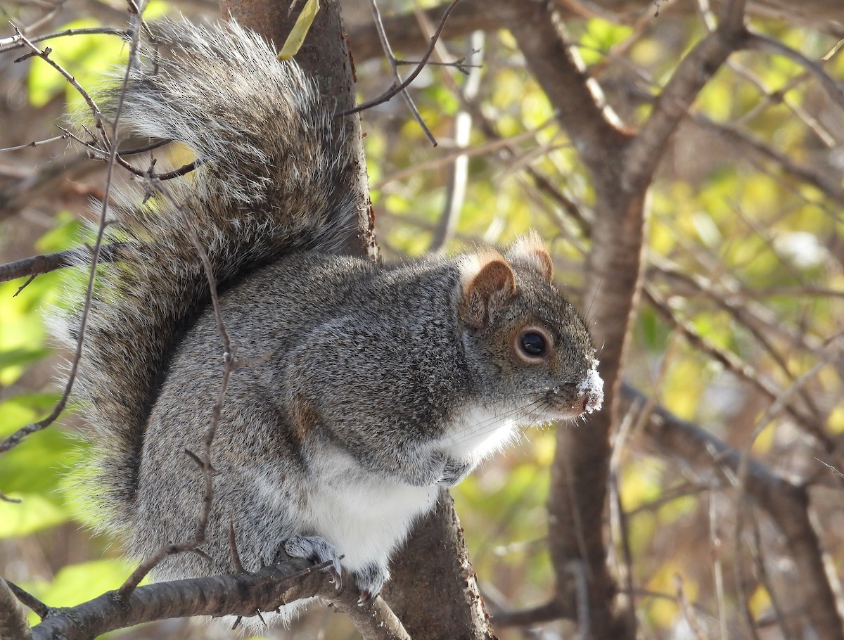 Eastern Gray Squirrel - ML646490102