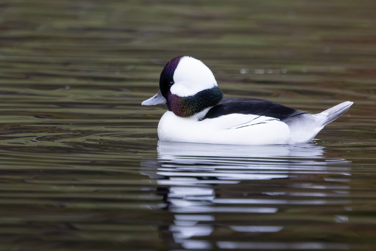 Bufflehead - ML646490105