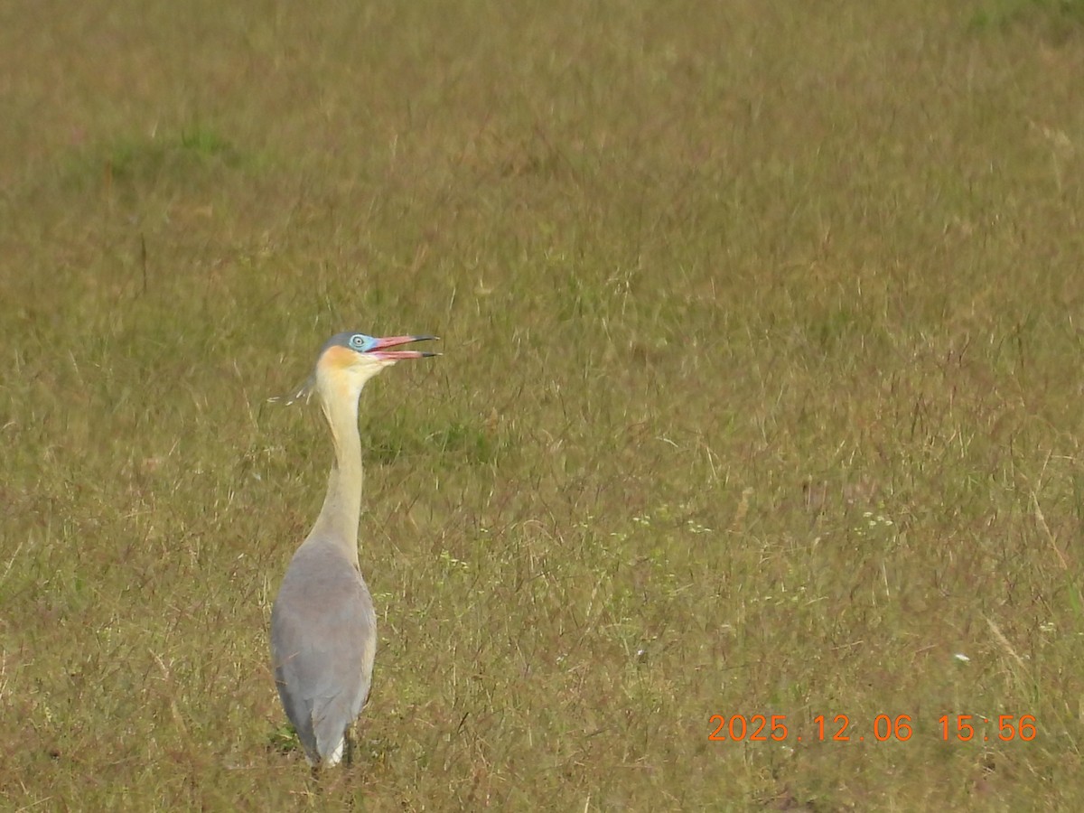 Whistling Heron - ML646490106